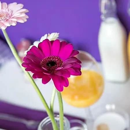 Bed & Breakfast Slapen Bij De Burgemeester 3*